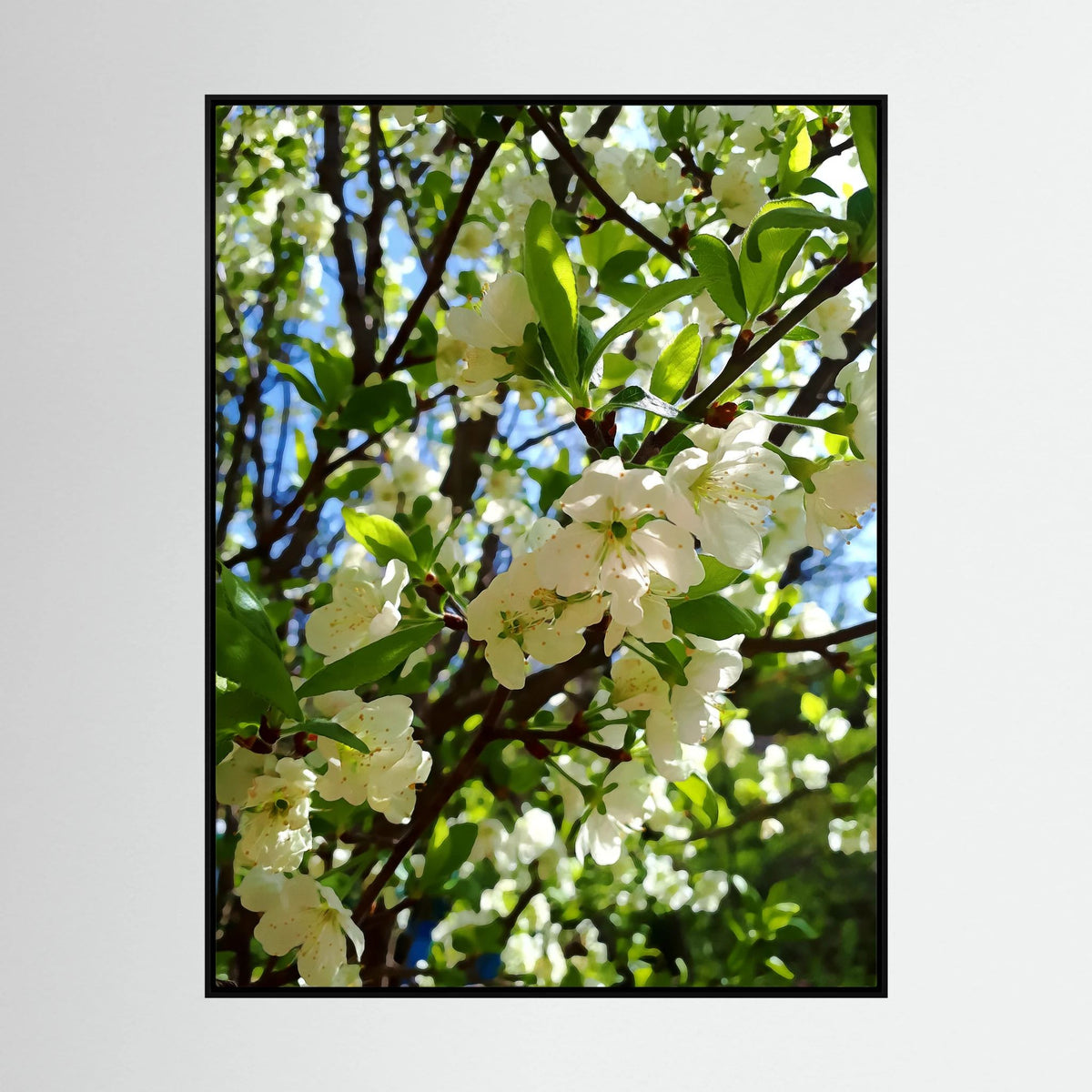 Apple Blossoms