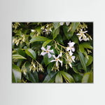Gelsomino (Jasminum officinale)
