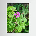 Geranium Robertianum