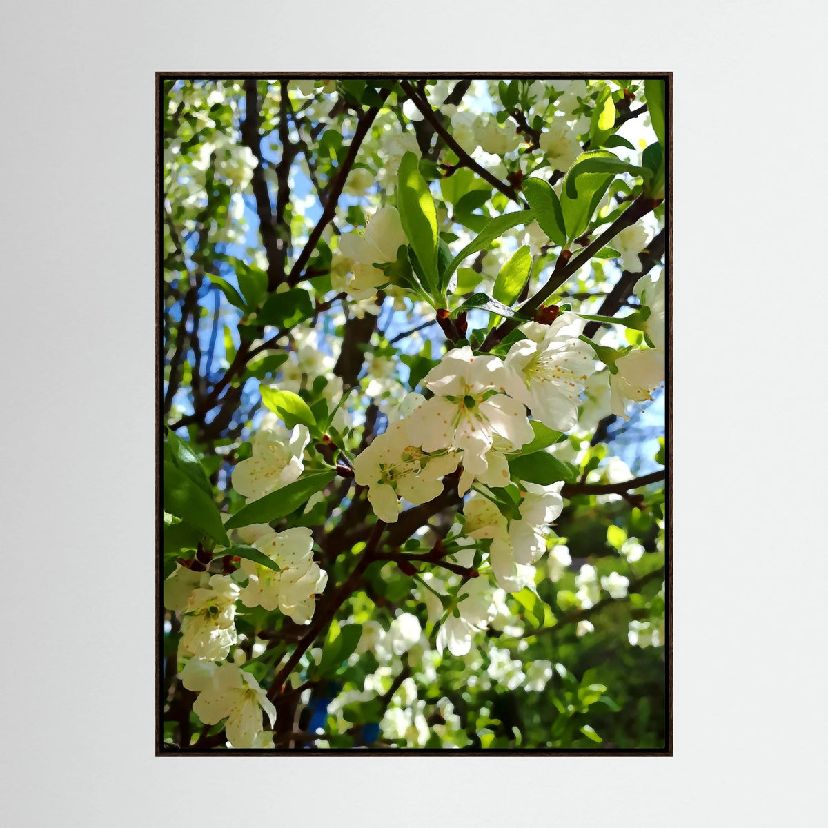 Apple Blossoms