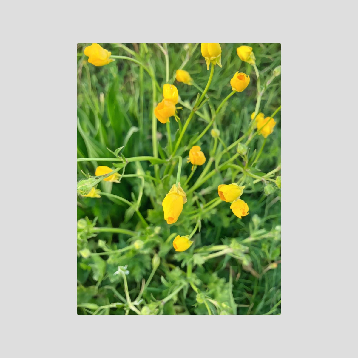 Ranunculus Acris