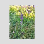 Salvia Verbenaca