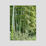 Bamboo, Reverie