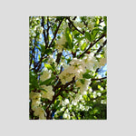 Apple Blossoms