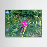Silene Dioica, Pink in Green