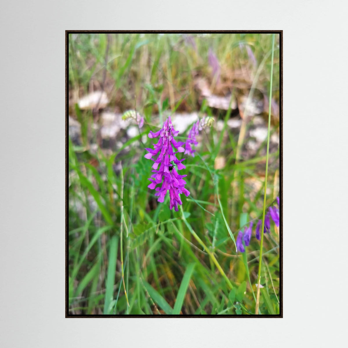 Vicia Tenuifolia