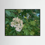 Elderberry (Sambucus)