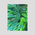 Thuja Plicata