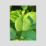 Syringa Vulgaris Leaves