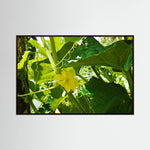 Cucumber Flower (Cucumis sativus)