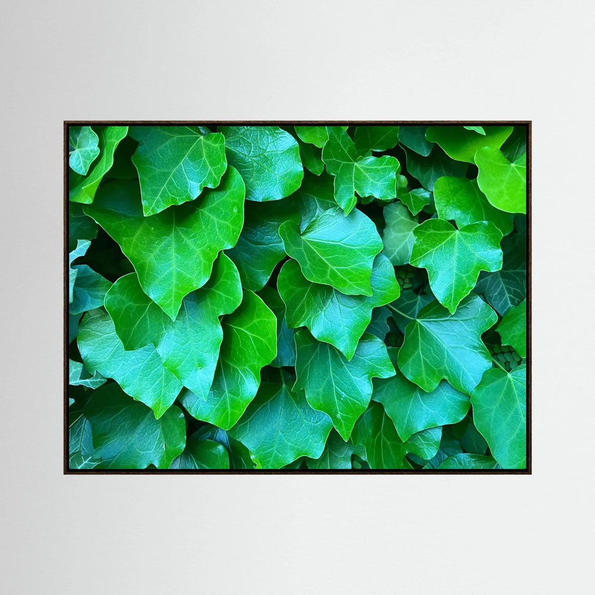 Hedera Helix