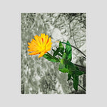 Calendula | Poly Art