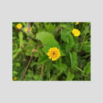 Crisantemo Campestre