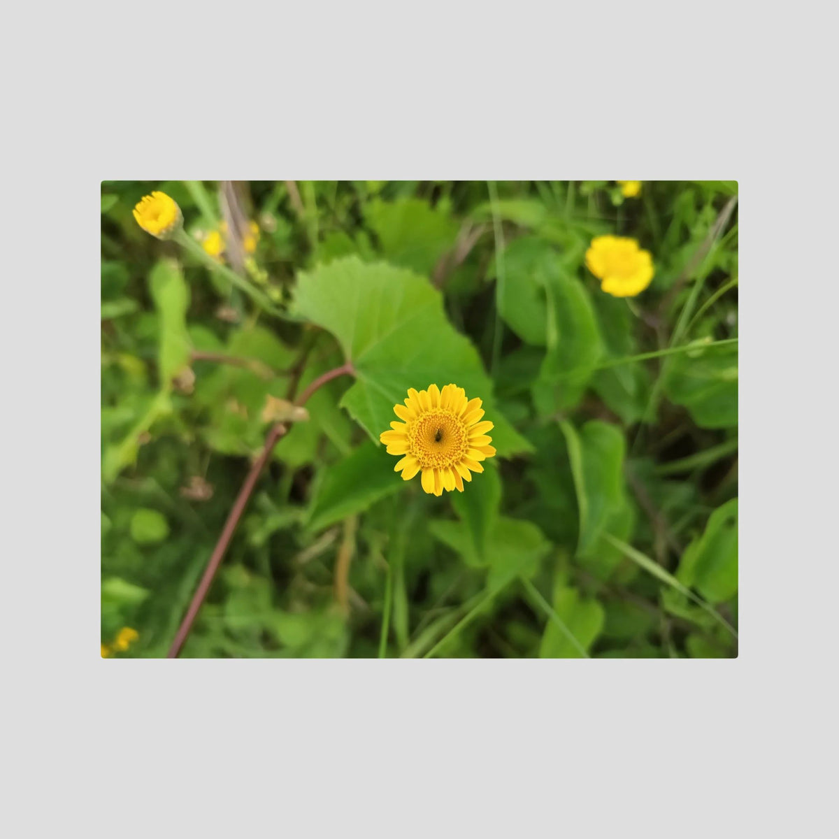 Crisantemo Campestre