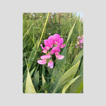 Lathyrus