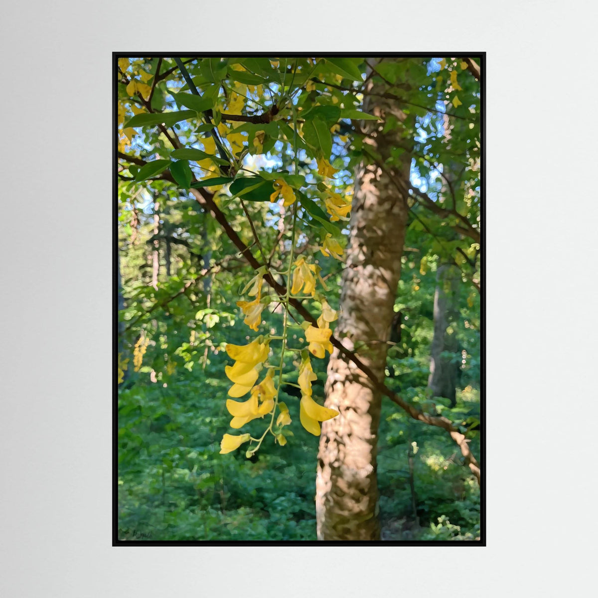 Laburnum Anagyroides