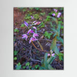 Cephalanthera Rubra