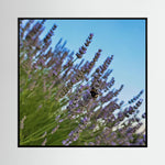 Lavender & Bombus