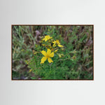 Hypericum Perforatum