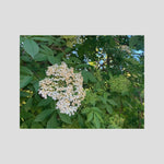 Elderberry (Sambucus)