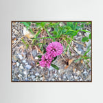Trifolium Pratense