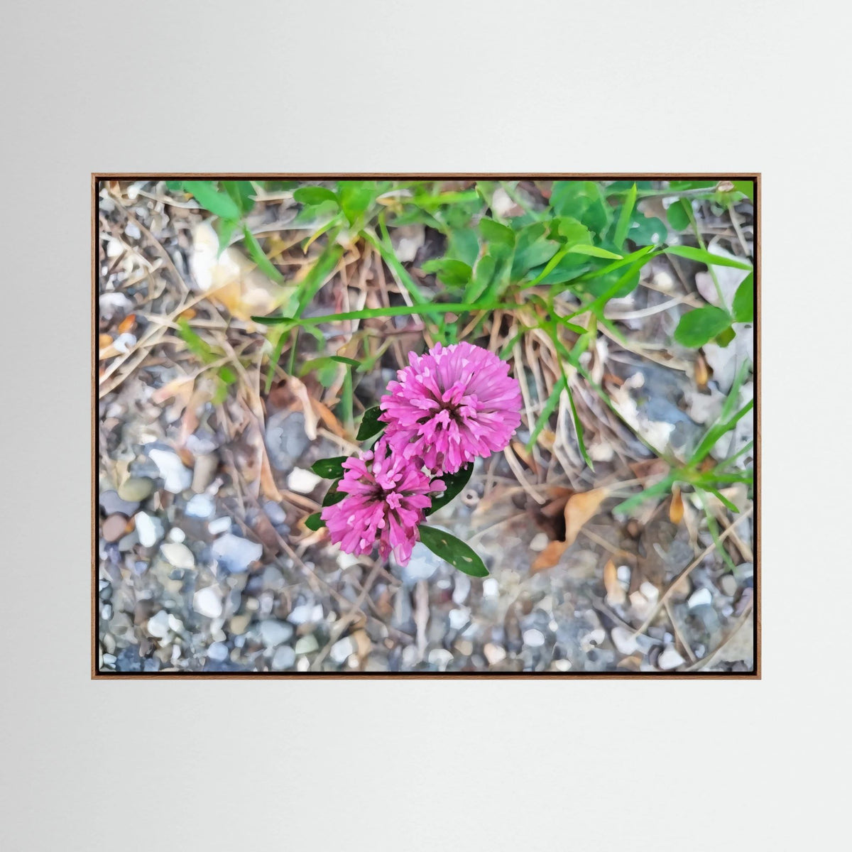 Trifolium Pratense