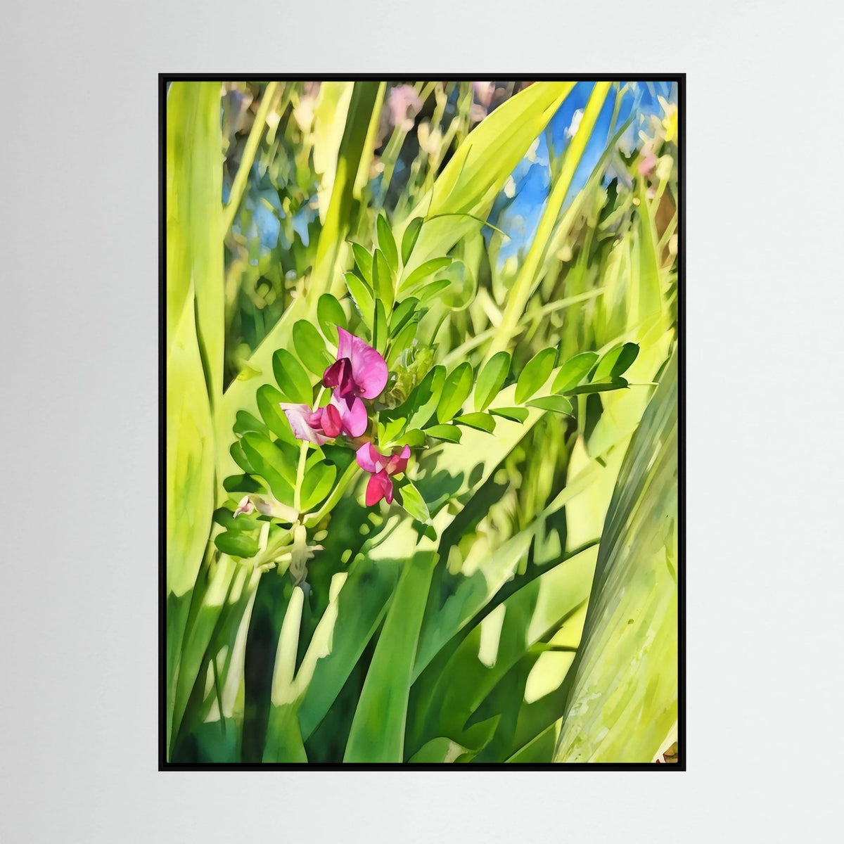 Vicia Sativa