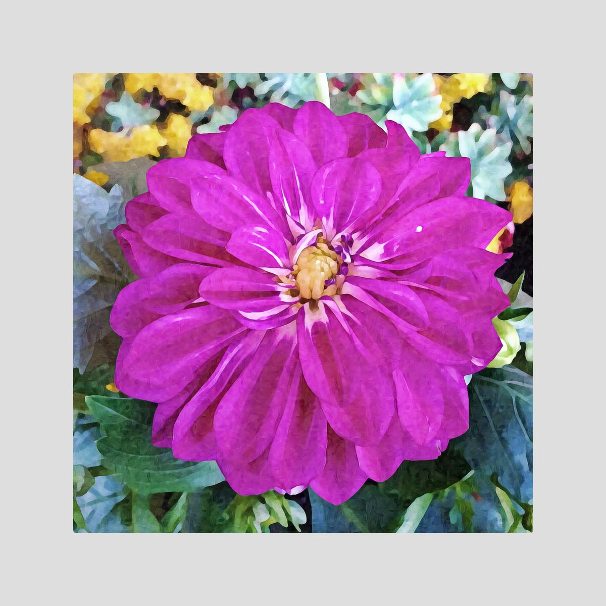 Dahlia, Pink Blossom