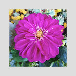 Dahlia, Pink Blossom