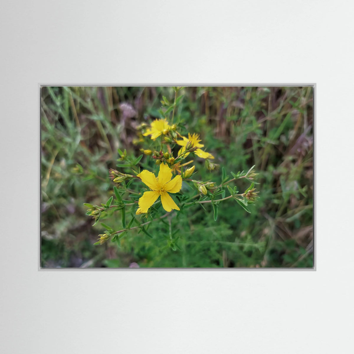 Hypericum Perforatum