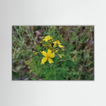 Hypericum Perforatum