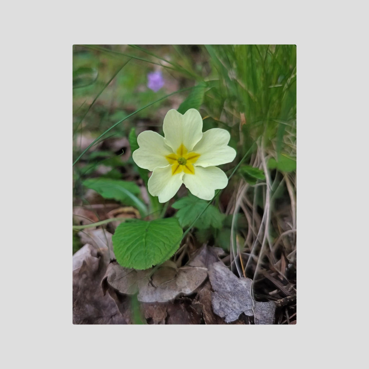 Primula