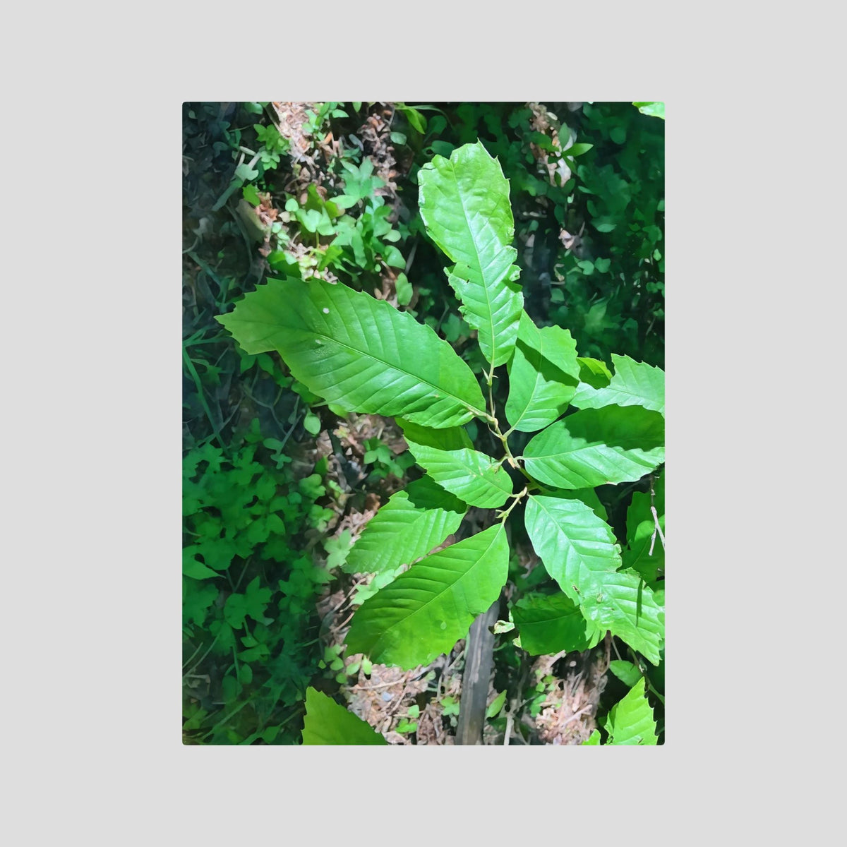Castanea Tree Leaves