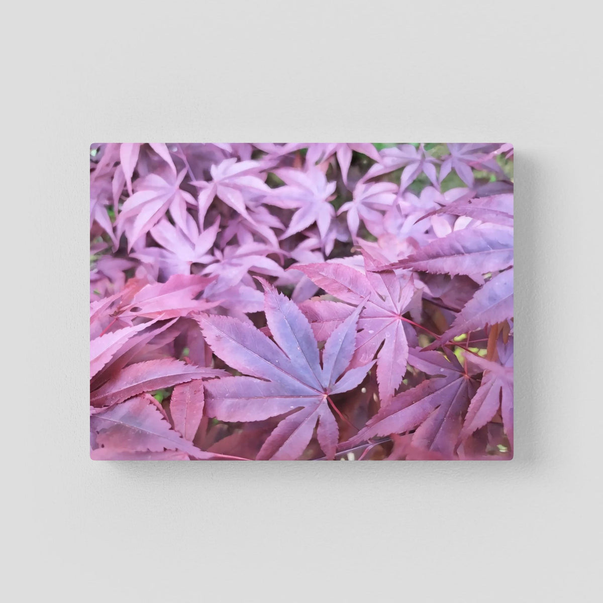 Acer Palmatum's Leaves