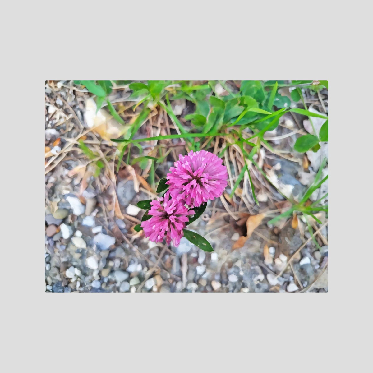 Trifolium Pratense
