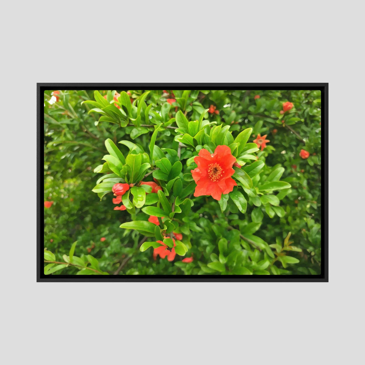 Melograno (Punica granatum)