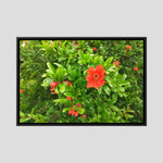 Melograno (Punica granatum)