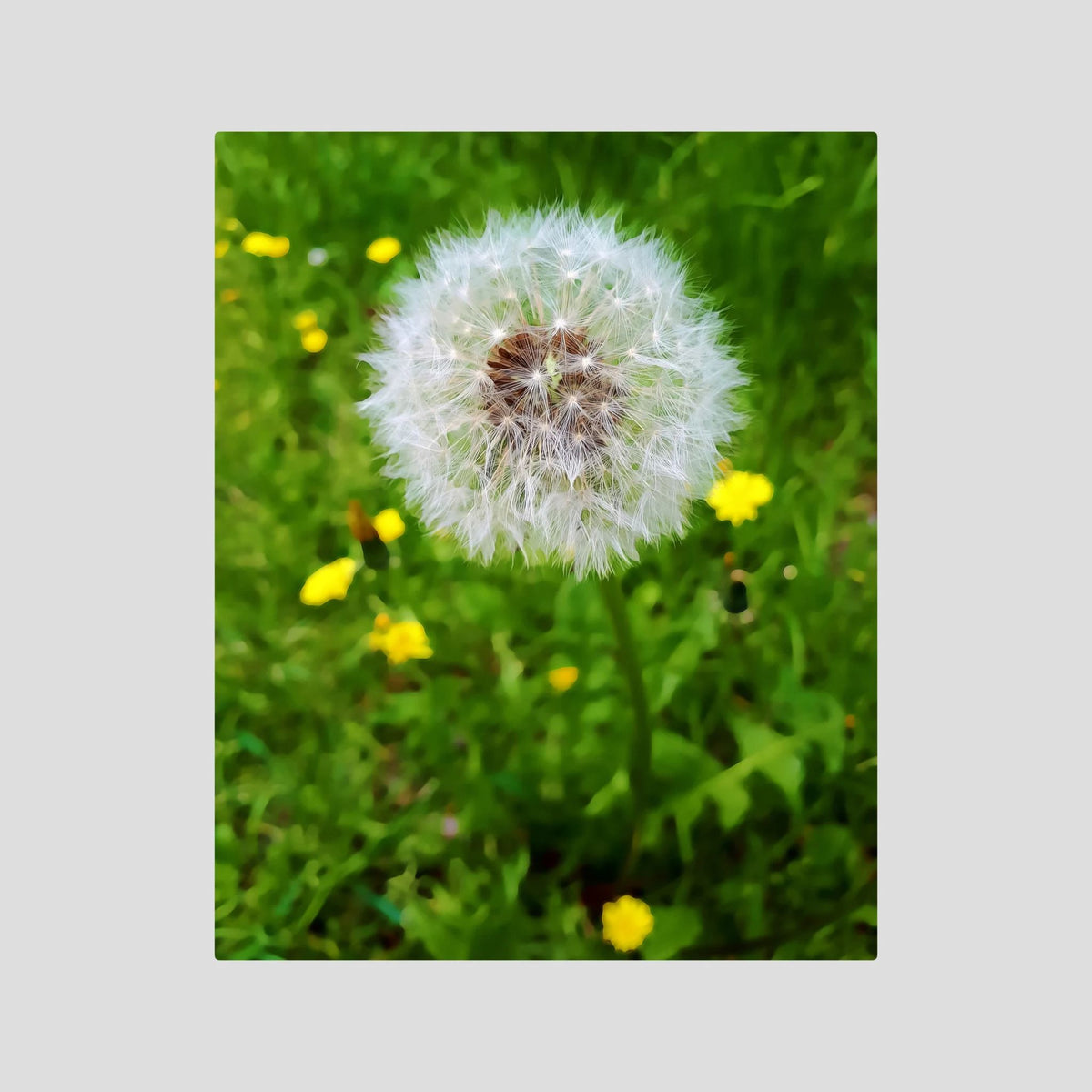 Dandelion & Yellow Whispers