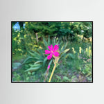 Silene Dioica, Pink in Green