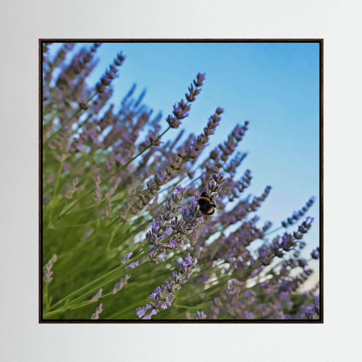 Lavender & Bombus