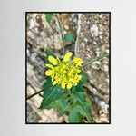 Sinapis Arvensis