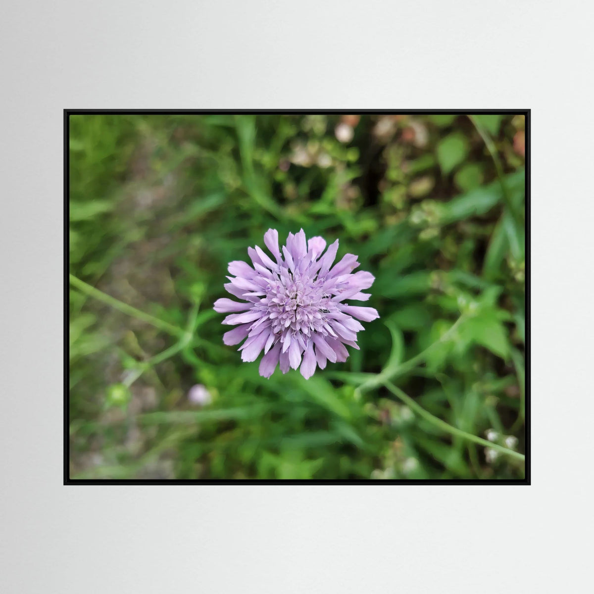 Knautia integrifolia (Ambretta annuale)