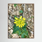 Sinapis Arvensis