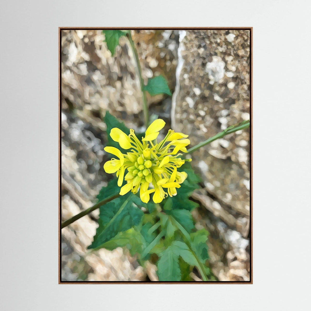 Sinapis Arvensis