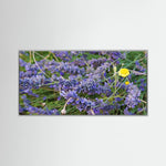 Lavender & Chamomille