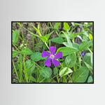 Vinca Major