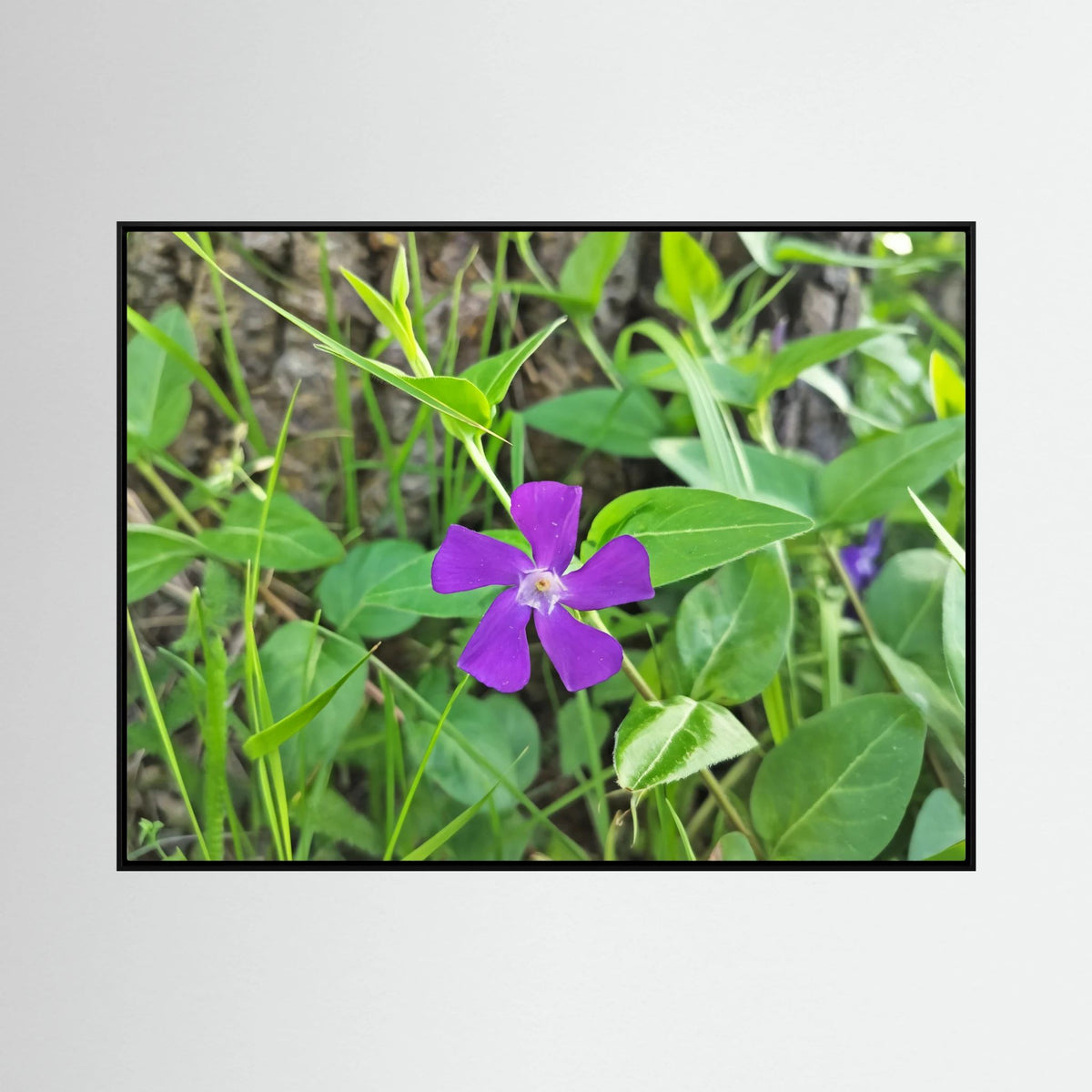 Vinca Major