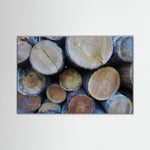 Tree Rings, Stories of Time II