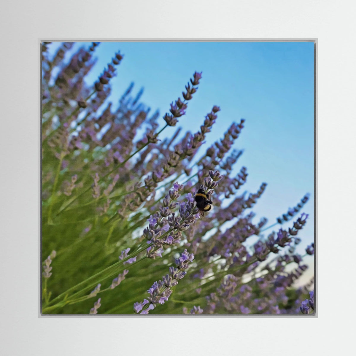 Lavender & Bombus