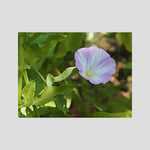 Convolvulus Arvensis